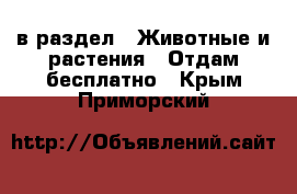  в раздел : Животные и растения » Отдам бесплатно . Крым,Приморский